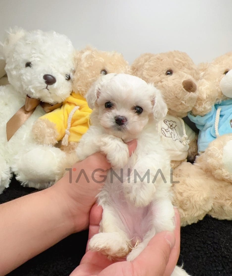 Maltese puppy for sale, dog for sale at Tagnimal