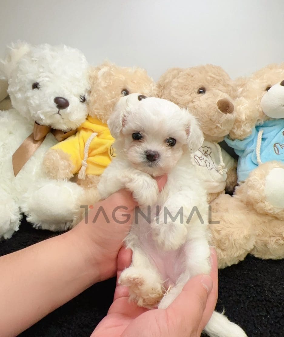 Maltese puppy for sale, dog for sale at Tagnimal