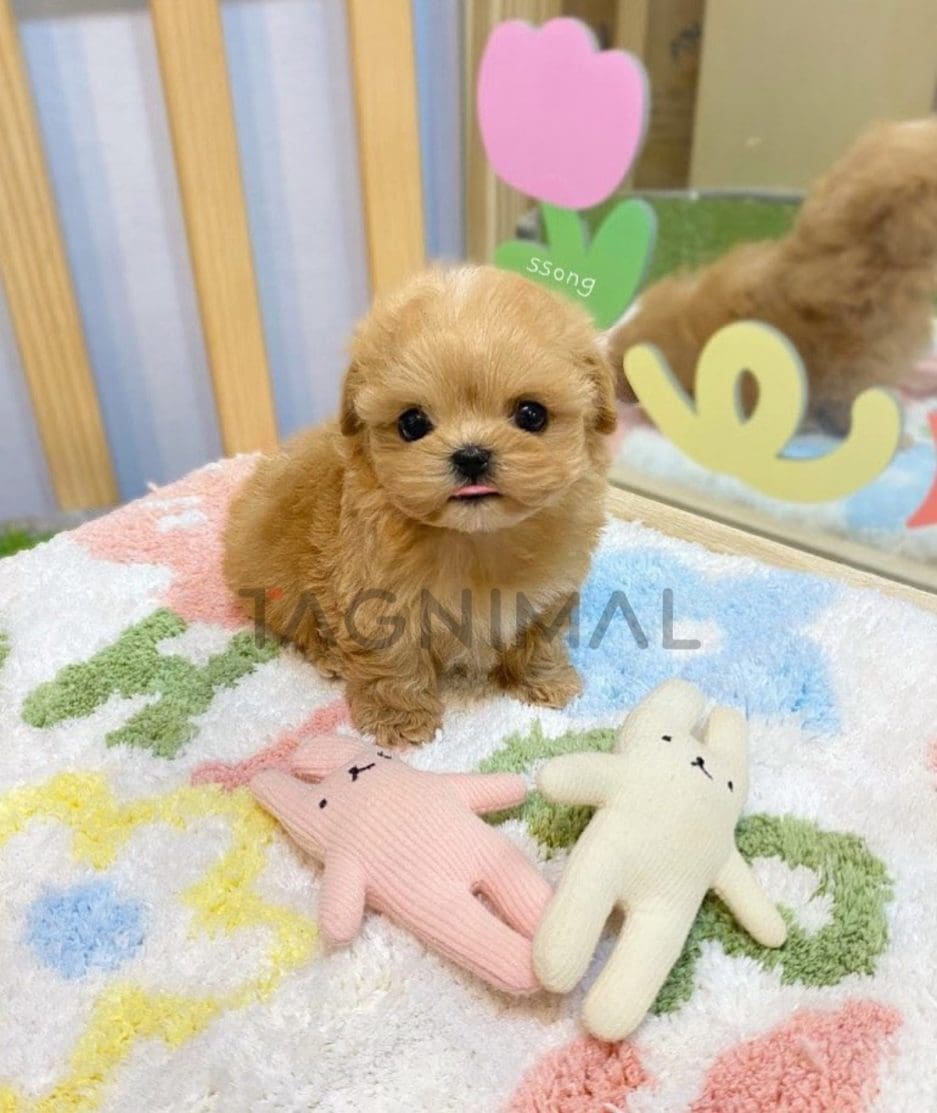 Maltipoo puppy for sale, dog for sale at Tagnimal