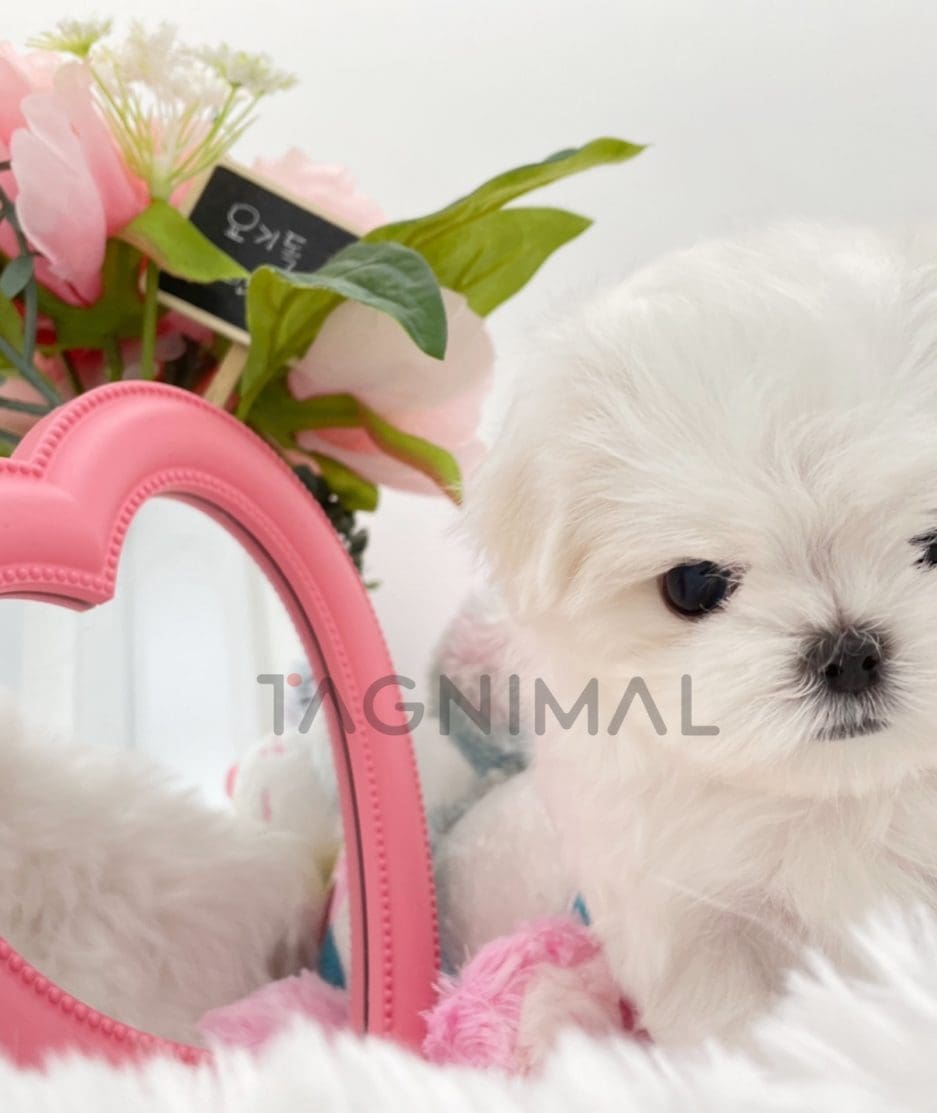 Maltese puppy for sale, dog for sale at Tagnimal