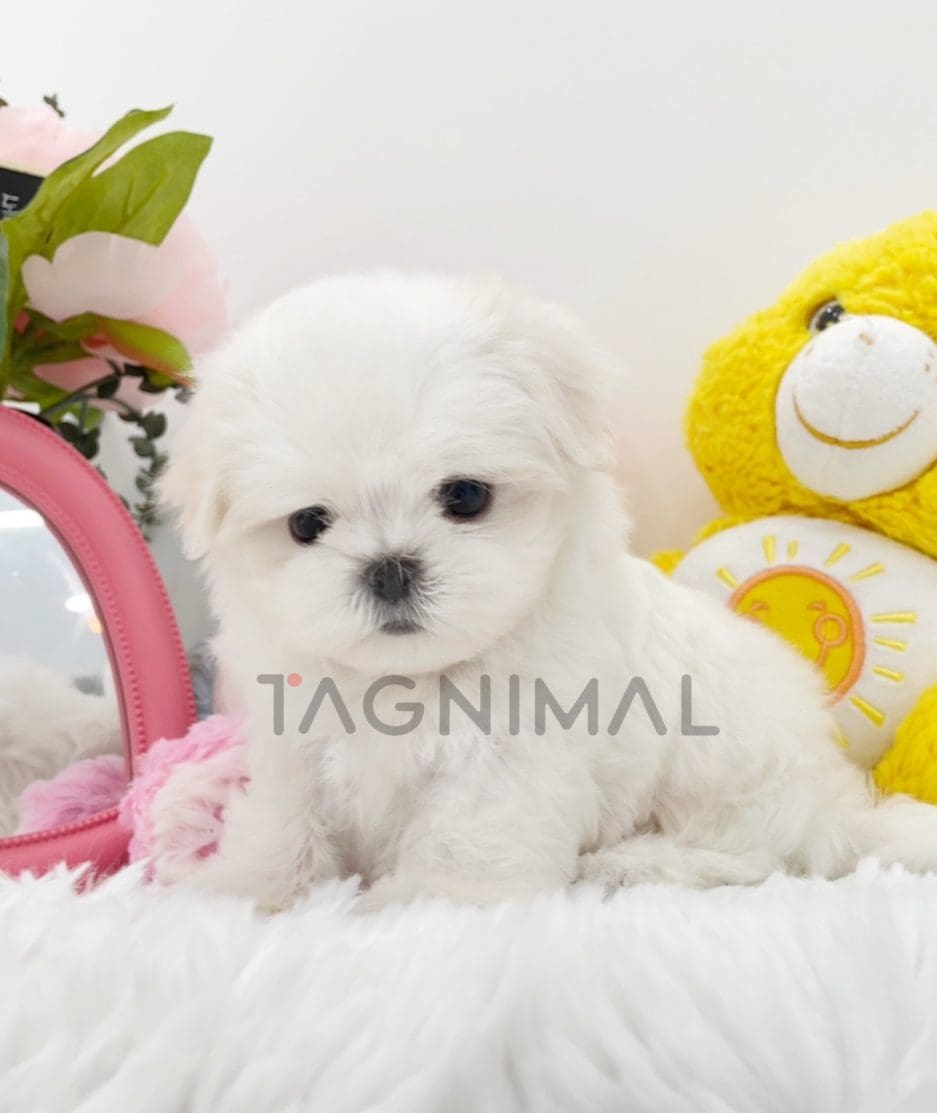 Maltese puppy for sale, dog for sale at Tagnimal