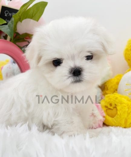 Maltese puppy for sale, dog for sale at Tagnimal