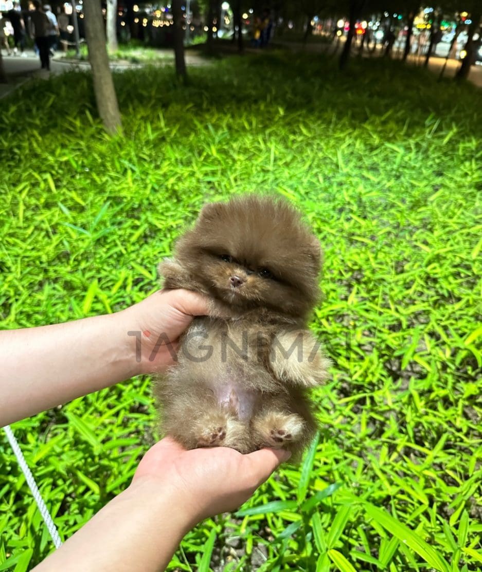 Pomeranian puppy for sale, dog for sale at Tagnimal