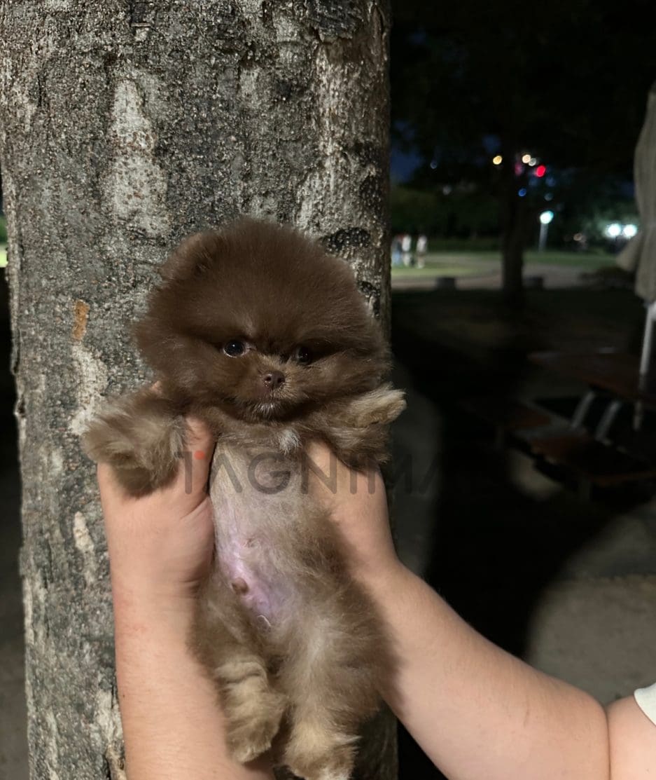 Pomeranian puppy for sale, dog for sale at Tagnimal