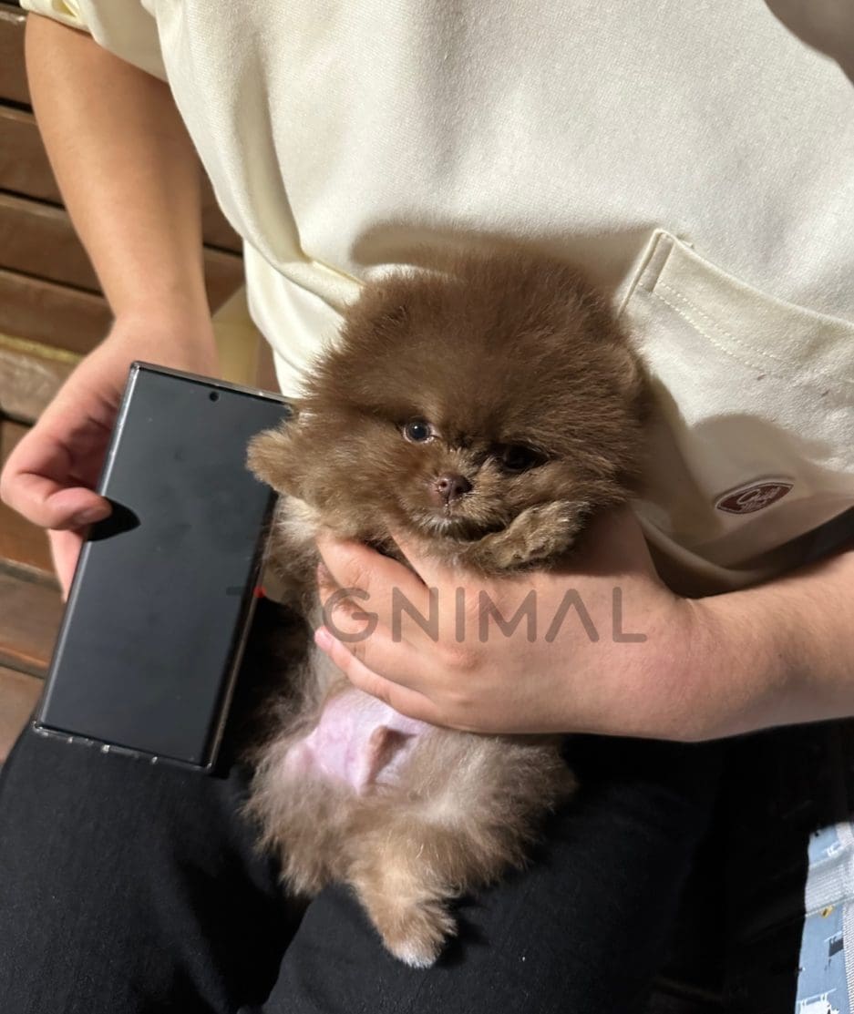 Pomeranian puppy for sale, dog for sale at Tagnimal