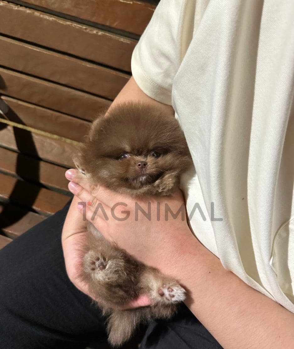 Pomeranian puppy for sale, dog for sale at Tagnimal