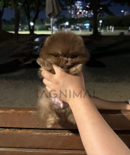 Pomeranian puppy for sale, dog for sale at Tagnimal