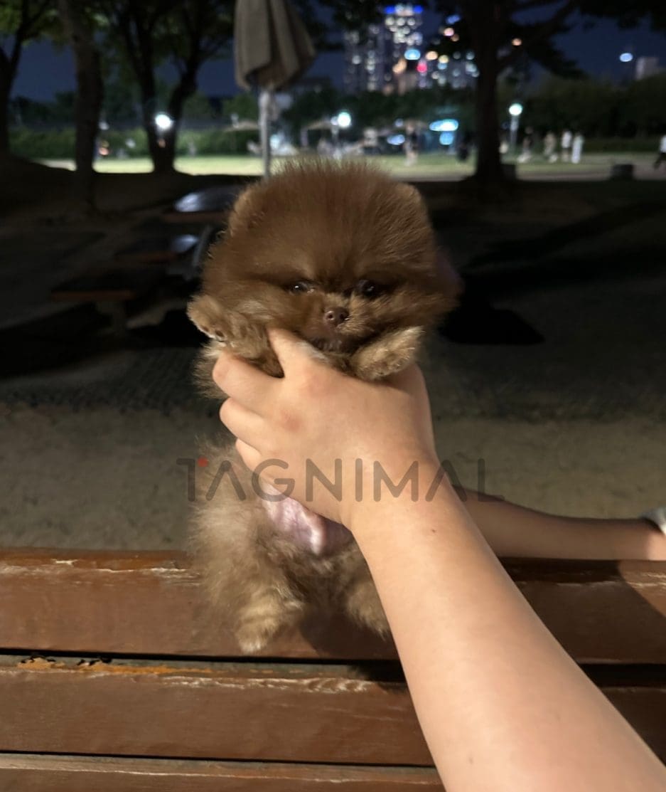 Pomeranian puppy for sale, dog for sale at Tagnimal