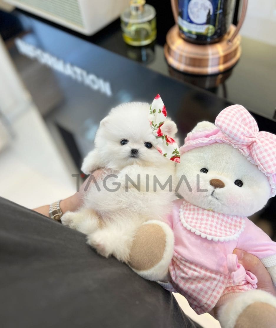 Pomeranian puppy for sale, dog for sale at Tagnimal