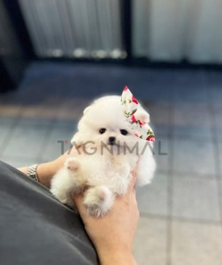 Pomeranian puppy for sale, dog for sale at Tagnimal