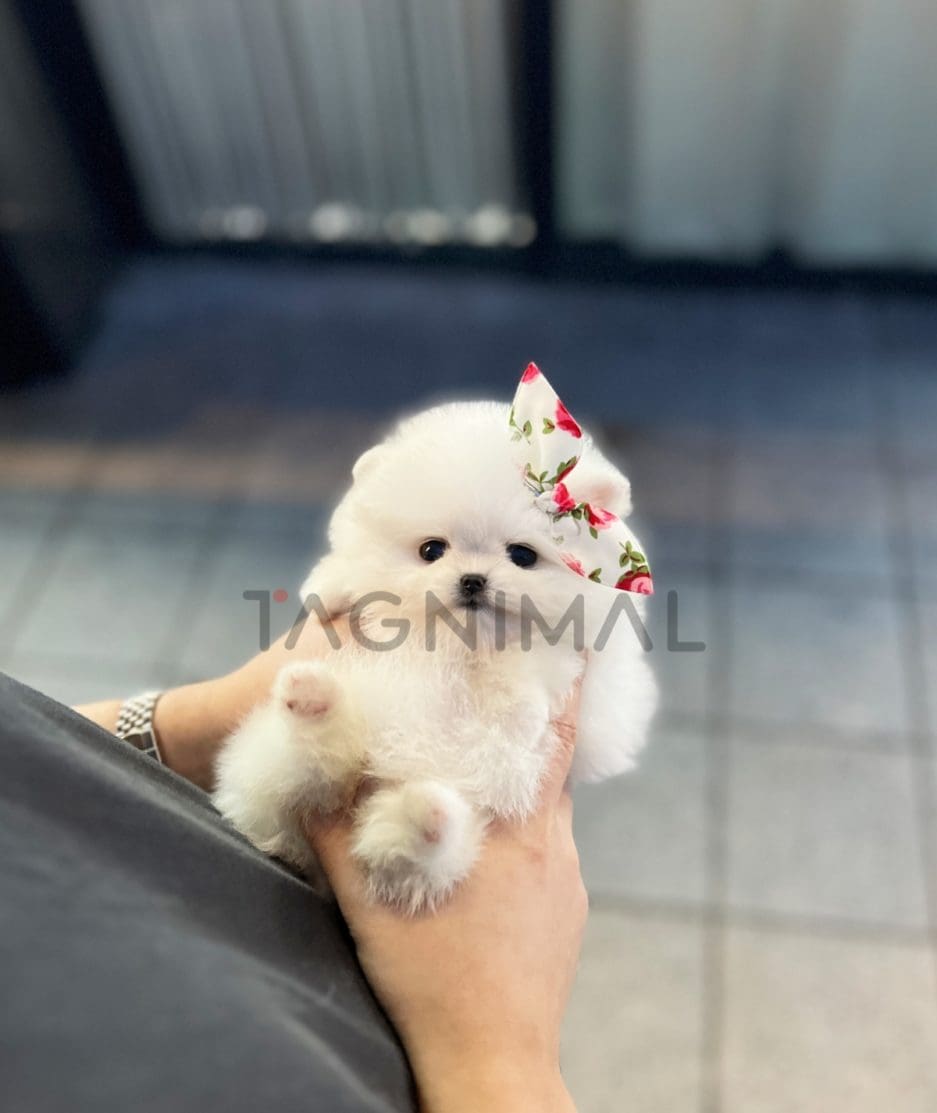 Pomeranian puppy for sale, dog for sale at Tagnimal