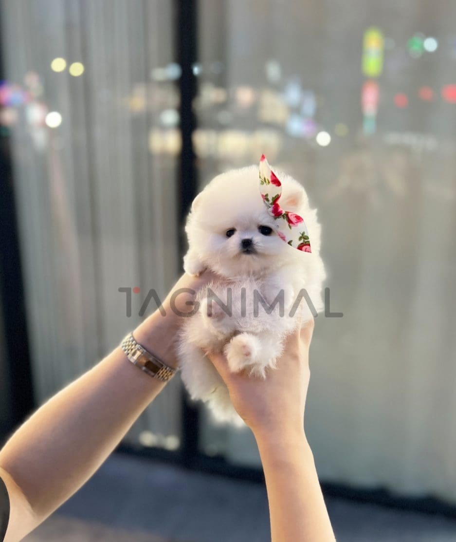 Pomeranian puppy for sale, dog for sale at Tagnimal