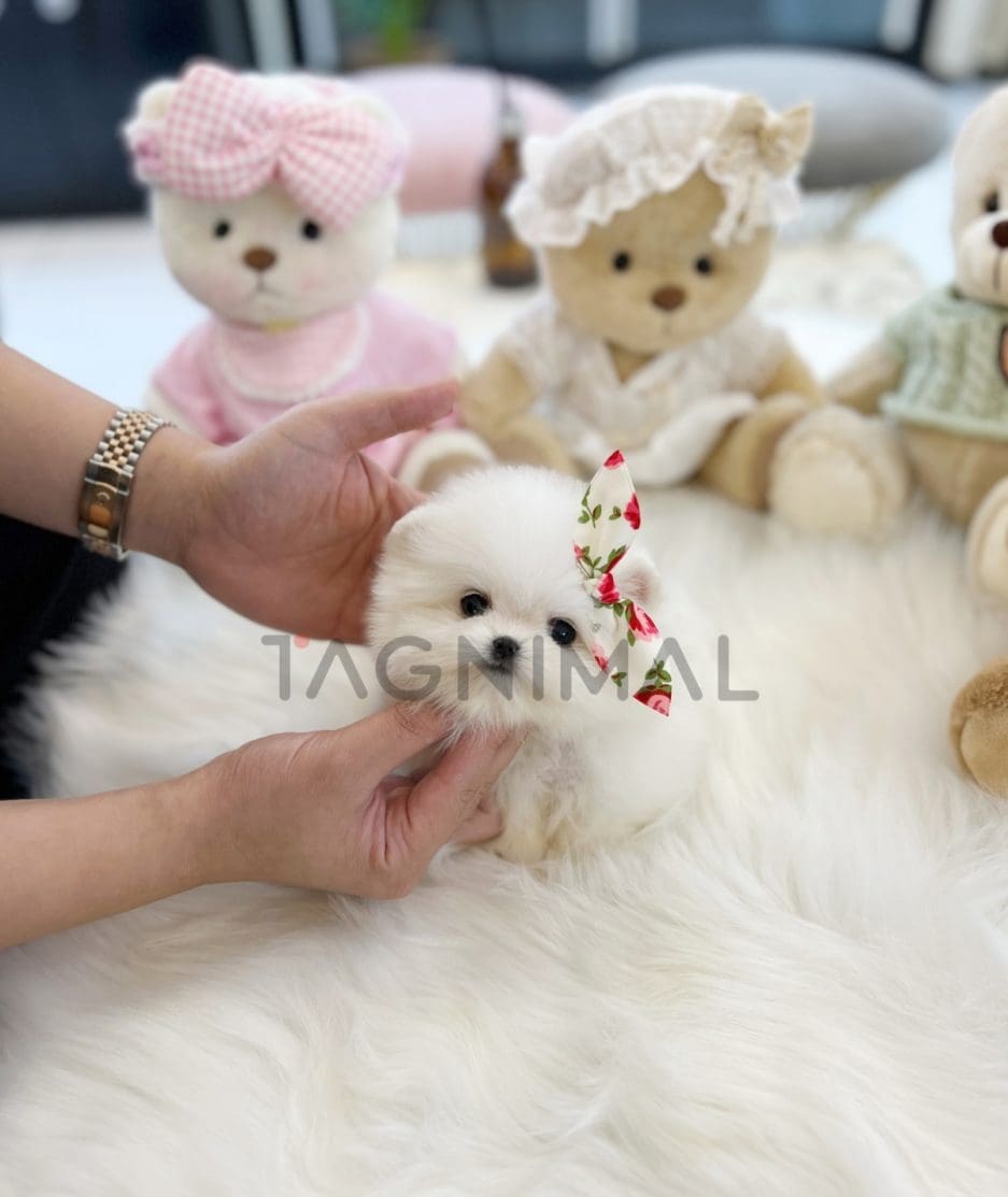 Pomeranian puppy for sale, dog for sale at Tagnimal