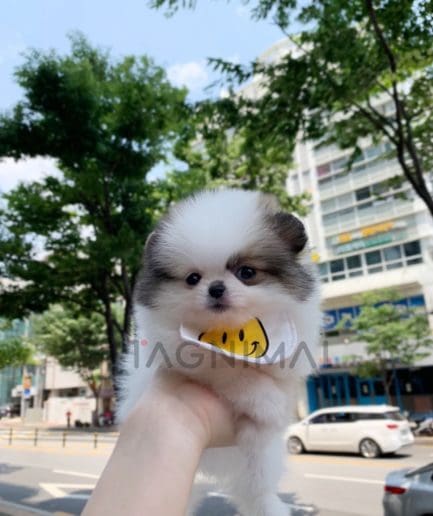 Pomeranian puppy for sale, dog for sale at Tagnimal