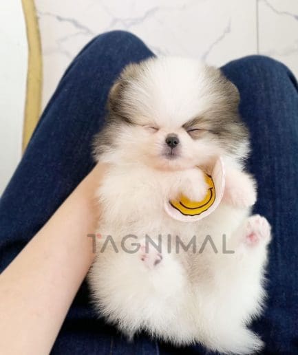 Pomeranian puppy for sale, dog for sale at Tagnimal