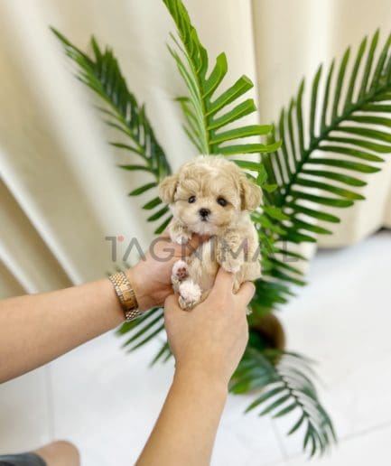 Maltipoo puppy for sale, dog for sale at Tagnimal