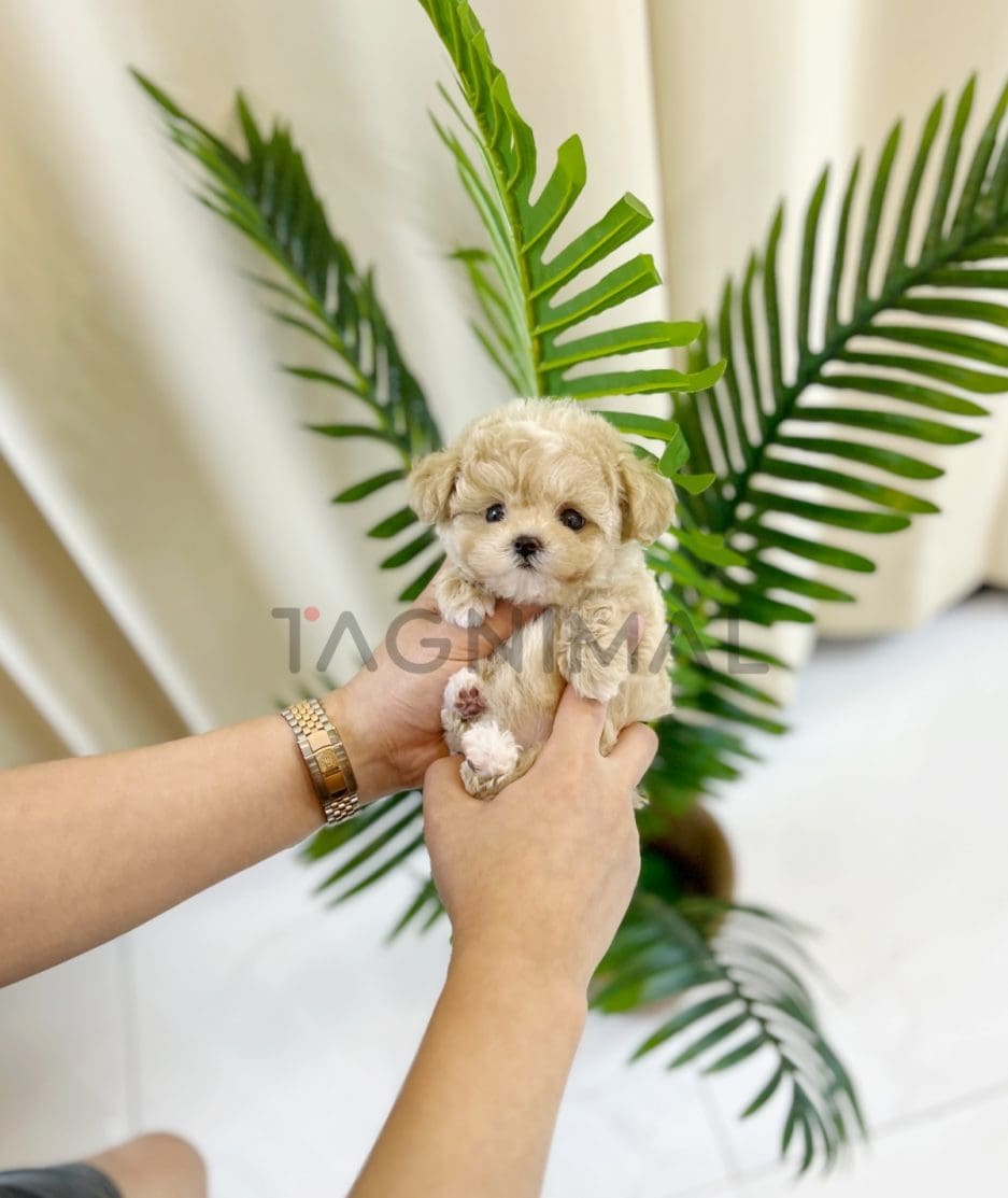 Maltipoo puppy for sale, dog for sale at Tagnimal