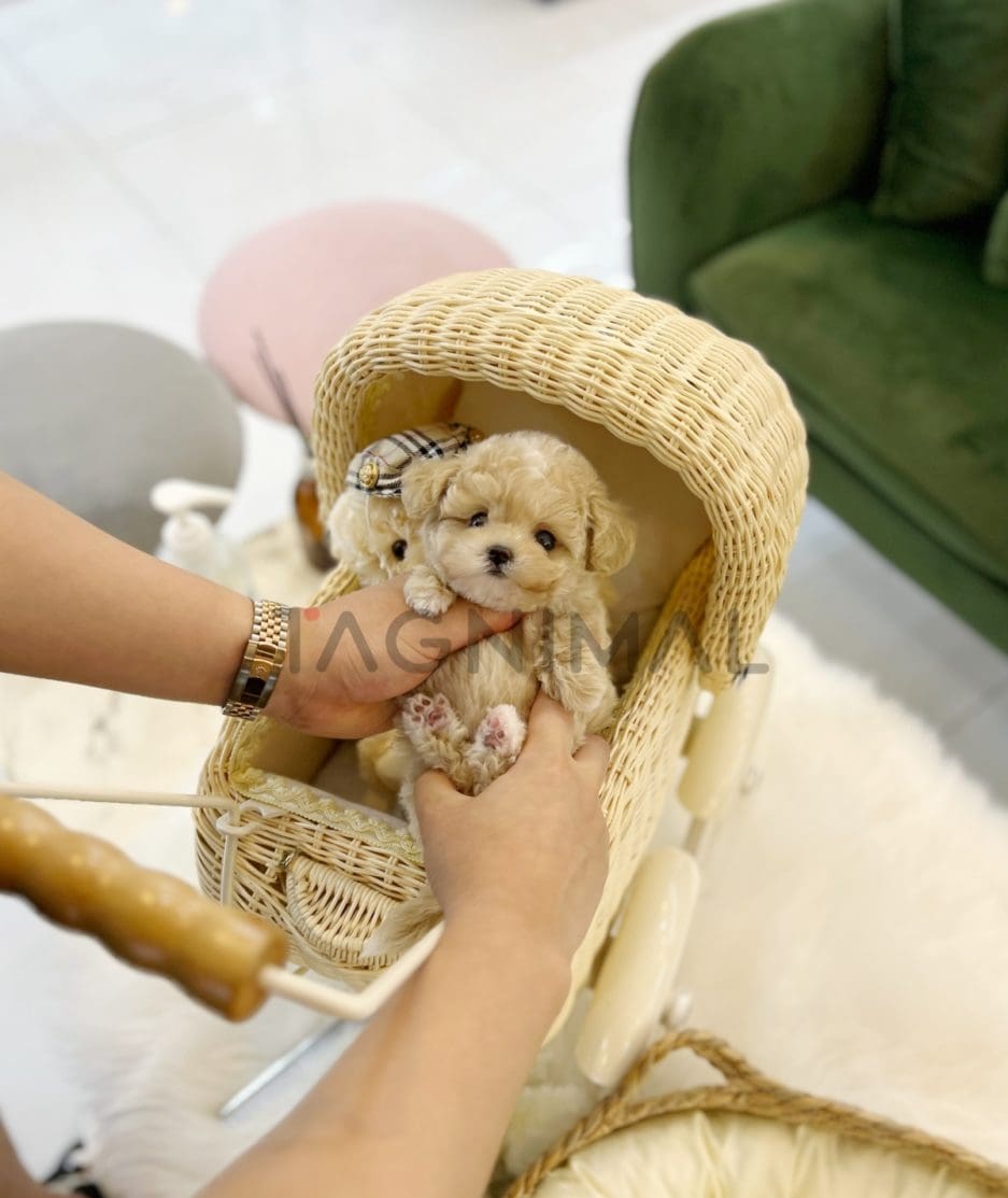 Maltipoo puppy for sale, dog for sale at Tagnimal