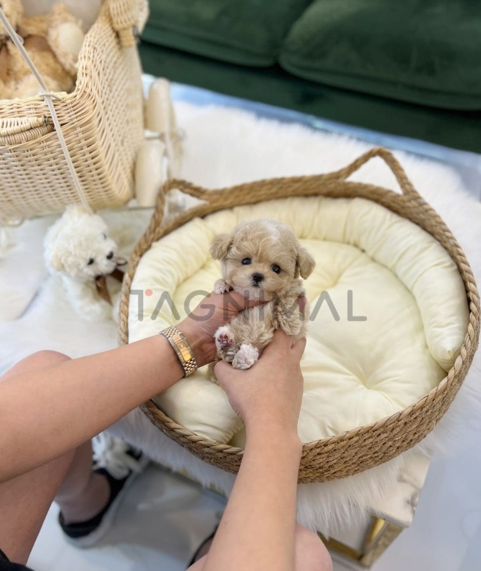 Maltipoo puppy for sale, dog for sale at Tagnimal