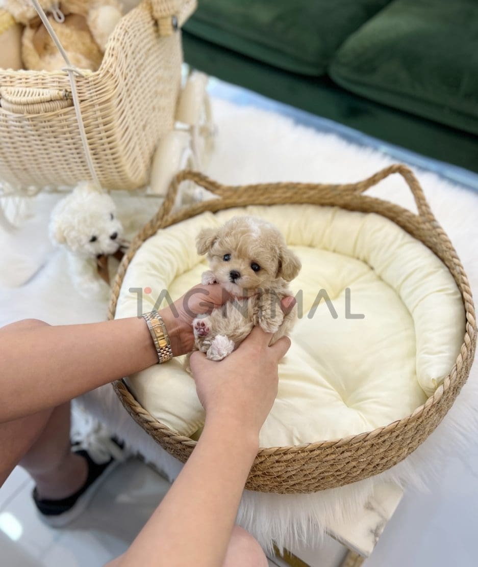 Maltipoo puppy for sale, dog for sale at Tagnimal