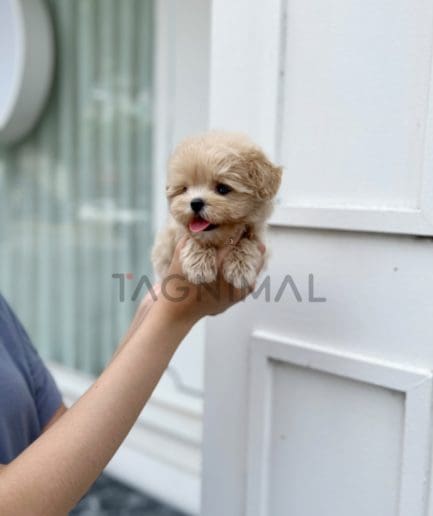 Maltipoo puppy for sale, dog for sale at Tagnimal