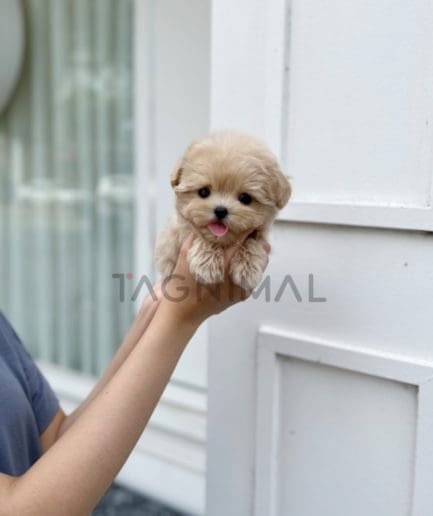 Maltipoo puppy for sale, dog for sale at Tagnimal