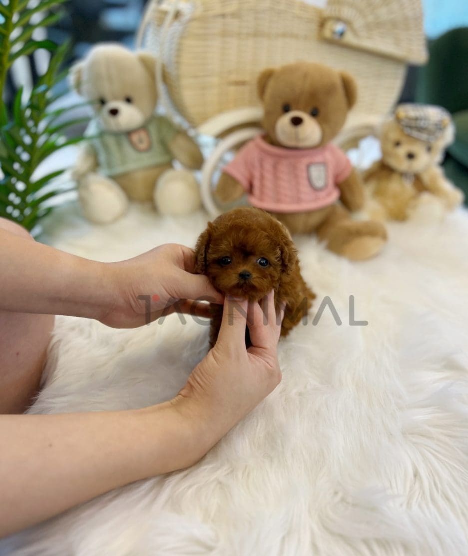 Poodle puppy for sale, dog for sale at Tagnimal