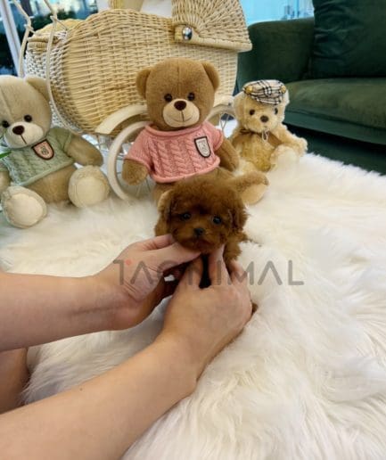 Poodle puppy for sale, dog for sale at Tagnimal