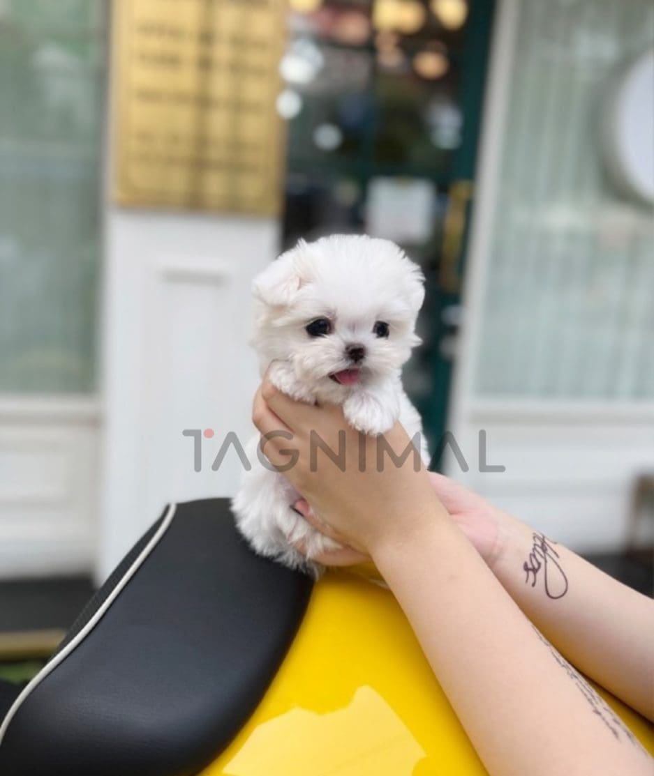 Maltese puppy for sale, dog for sale at Tagnimal