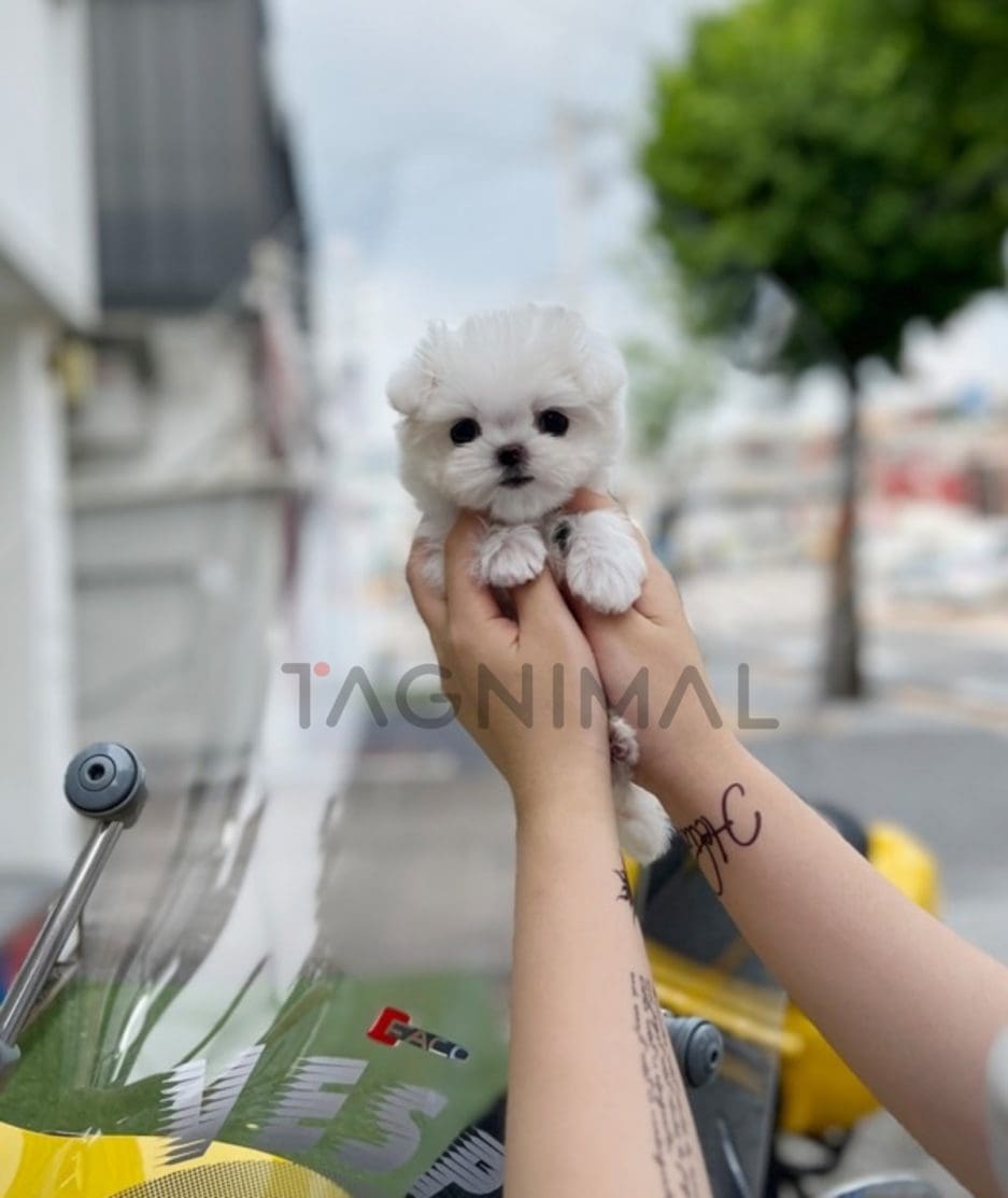 Maltese puppy for sale, dog for sale at Tagnimal