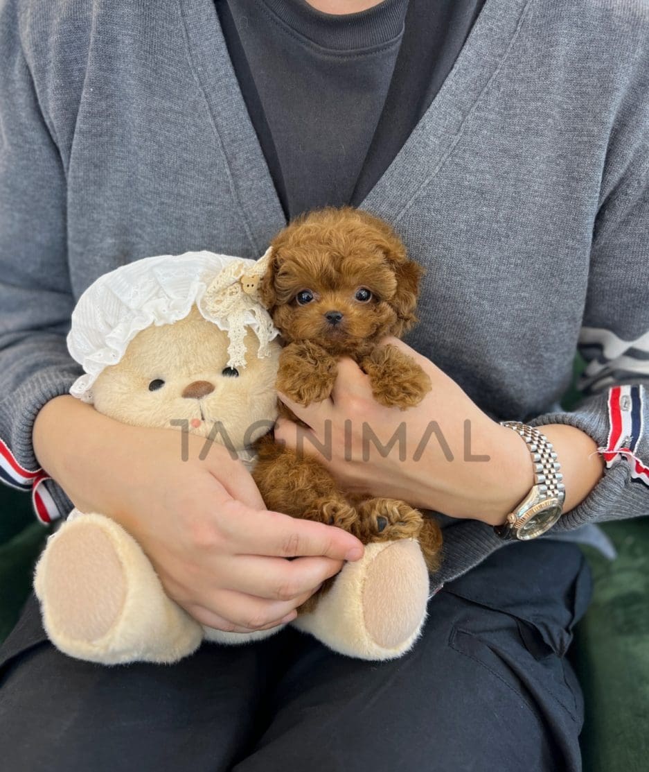 Poodle puppy for sale, dog for sale at Tagnimal