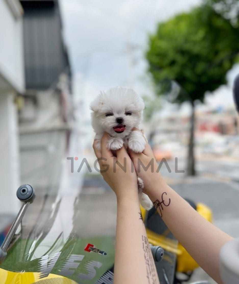 Maltese puppy for sale, dog for sale at Tagnimal