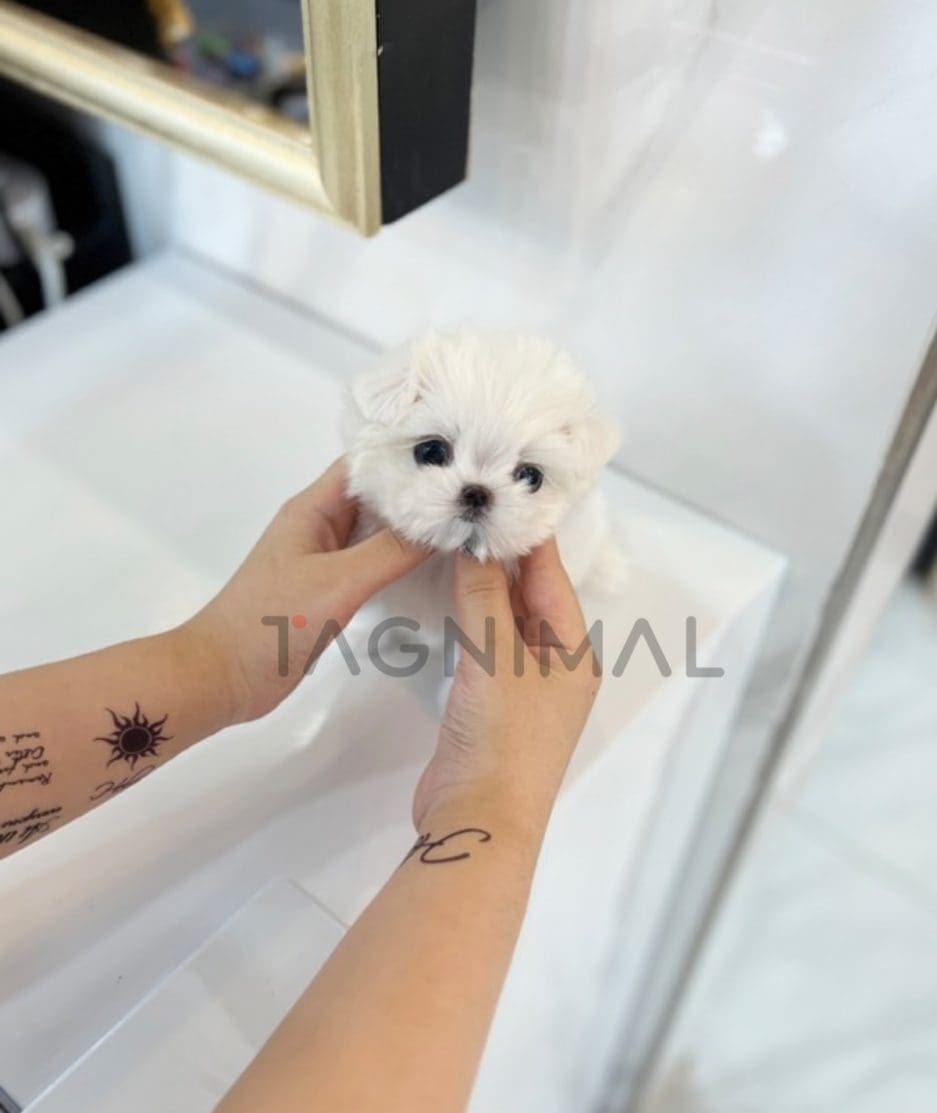 Maltese puppy for sale, dog for sale at Tagnimal