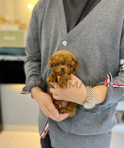 Poodle puppy for sale, dog for sale at Tagnimal