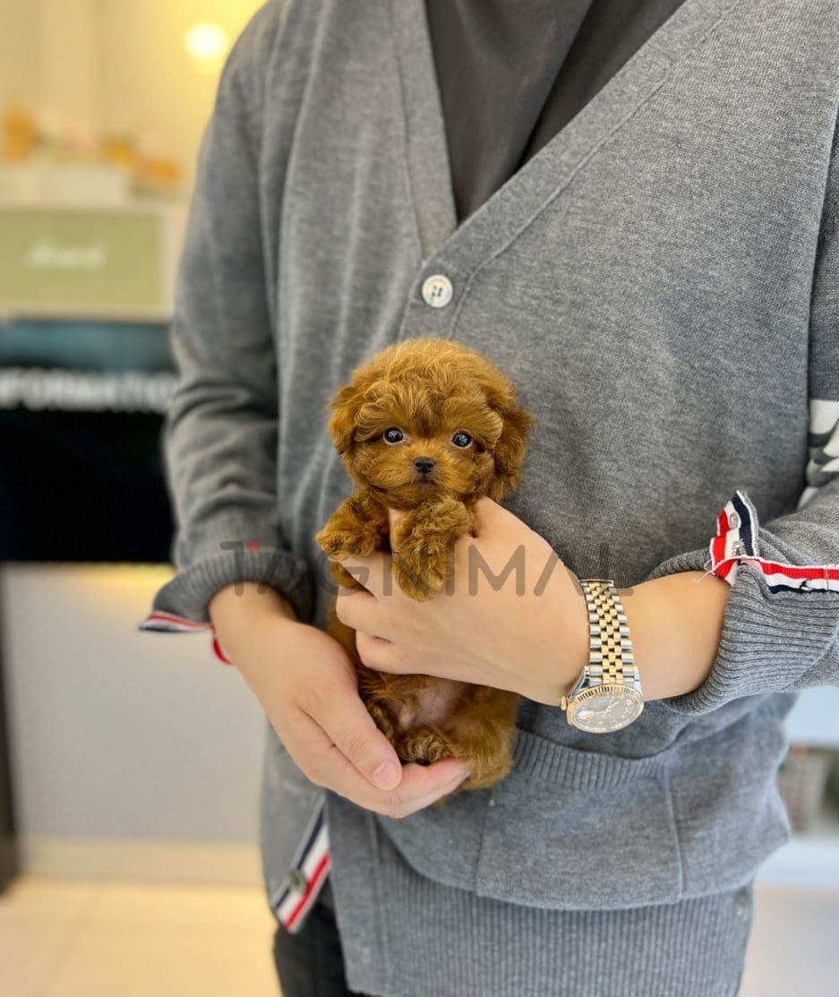 Poodle puppy for sale, dog for sale at Tagnimal