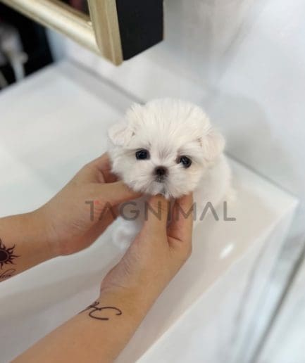 Maltese puppy for sale, dog for sale at Tagnimal