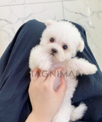 Bichon puppy for sale, dog for sale at Tagnimal