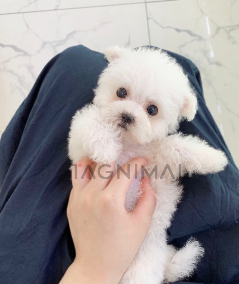 Bichon puppy for sale, dog for sale at Tagnimal