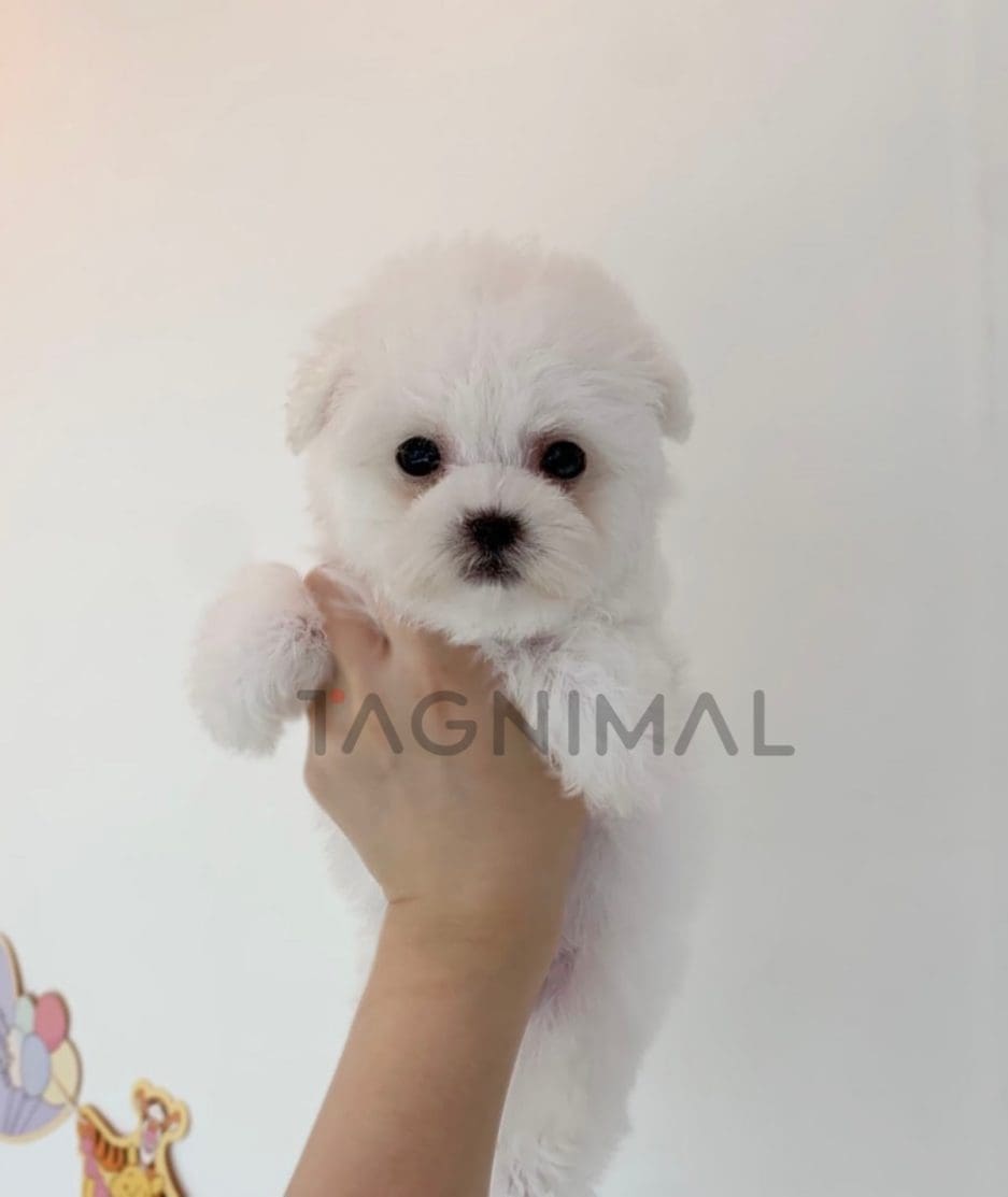 Bichon puppy for sale, dog for sale at Tagnimal