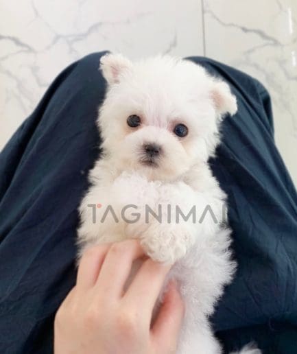 Bichon puppy for sale, dog for sale at Tagnimal