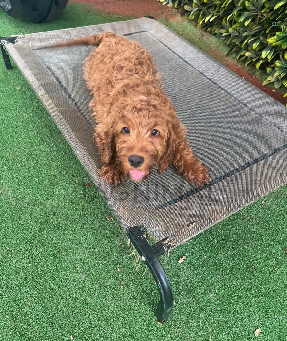 Cockapoo puppy for sale, dog for sale at Tagnimal