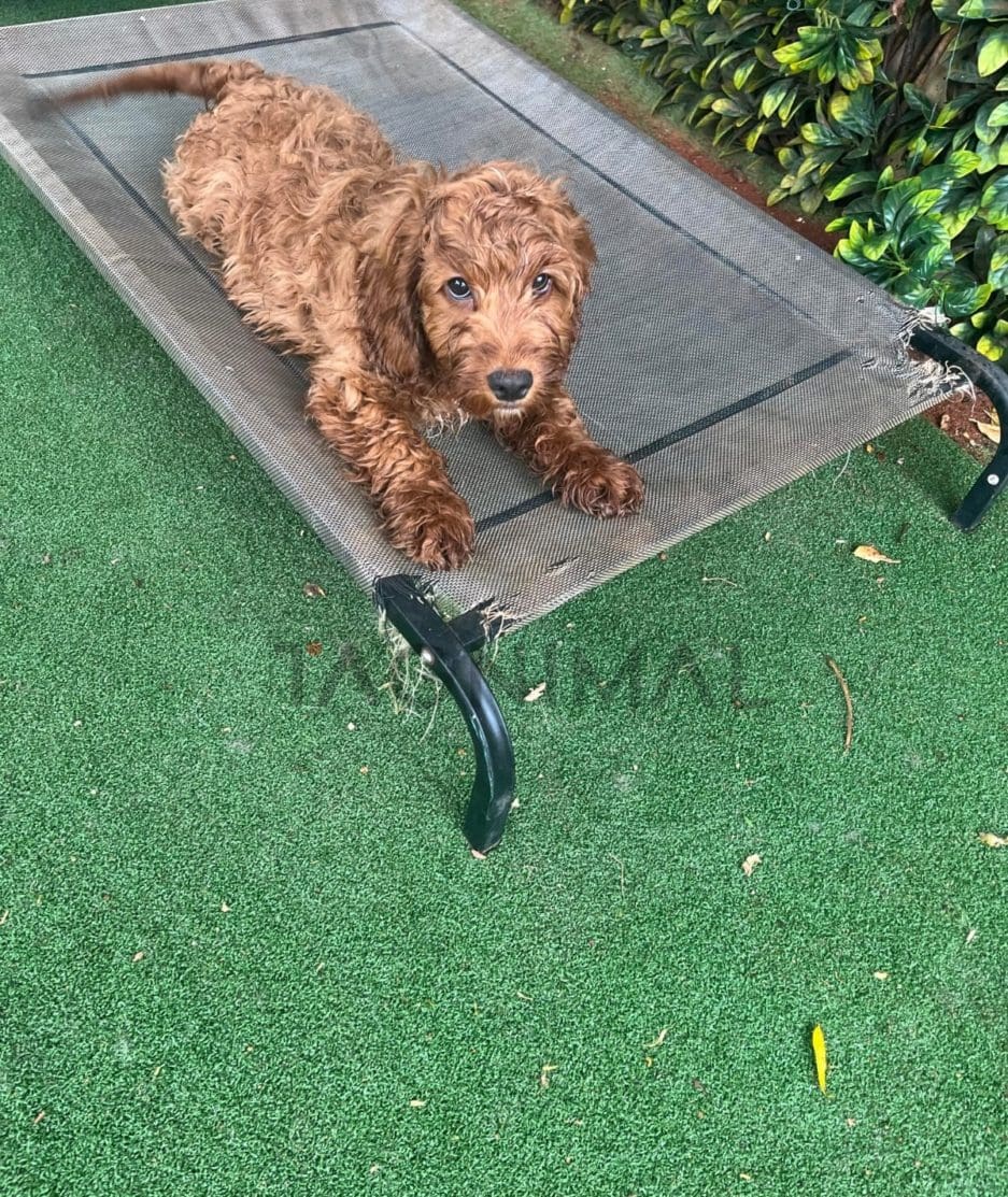 Cockapoo puppy for sale, dog for sale at Tagnimal