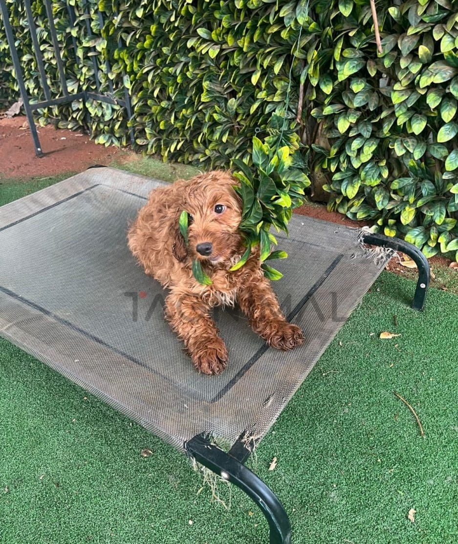 Cockapoo puppy for sale, dog for sale at Tagnimal