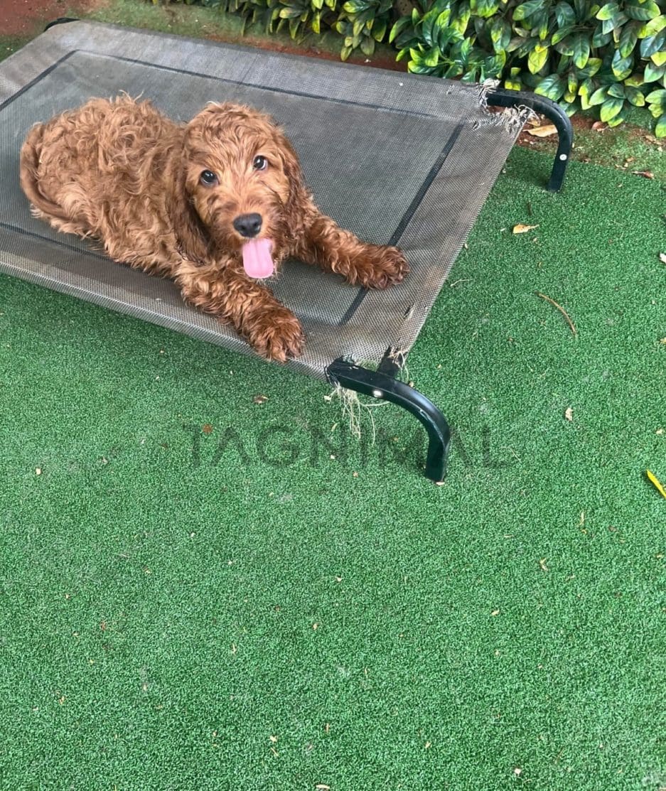 Cockapoo puppy for sale, dog for sale at Tagnimal