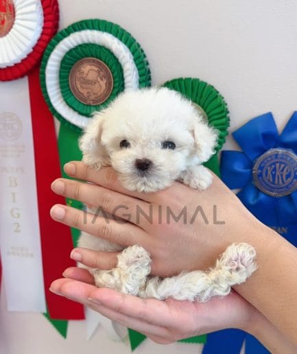 Bichon puppy for sale, dog for sale at Tagnimal