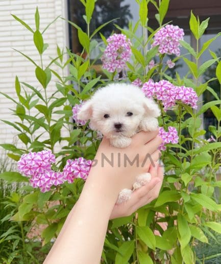 Bichon puppy for sale, dog for sale at Tagnimal