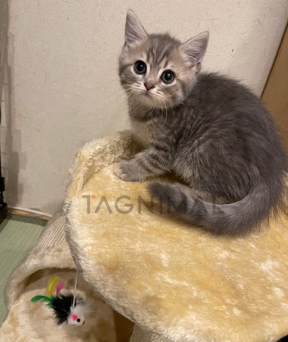 British shorthair kitten for sale, cat for sale at Tagnimal