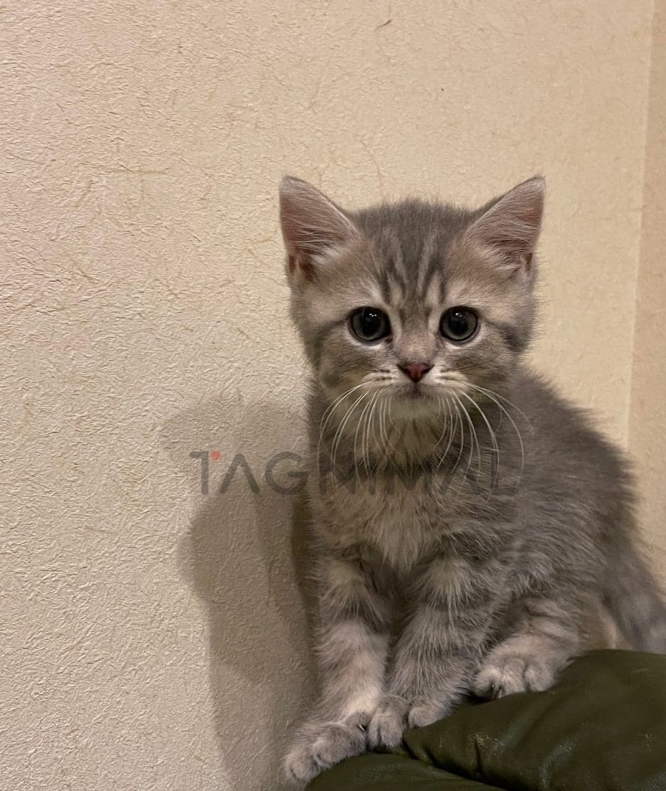 British shorthair kitten for sale, cat for sale at Tagnimal