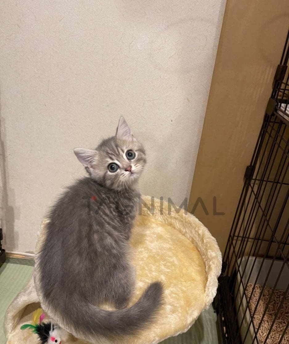 British shorthair kitten for sale, cat for sale at Tagnimal