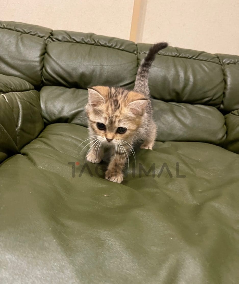 British shorthair kitten for sale, cat for sale at Tagnimal